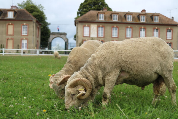  Les moutons de la ferme pédagogique de Rambouillet 