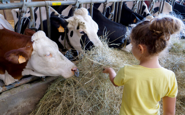 Enfants et vaches à la ferme pédagogique de Rambouillet 