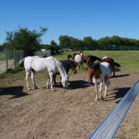 Paddock