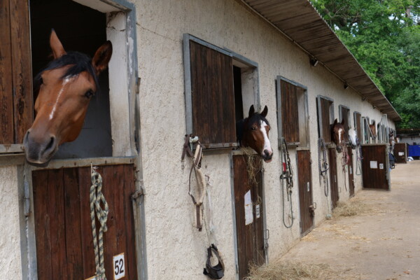 Box pension cheval
