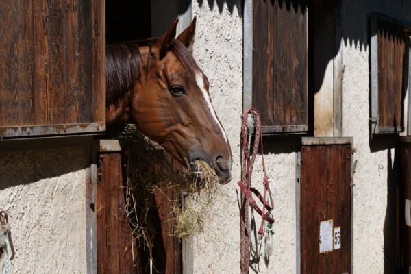 Box pension cheval