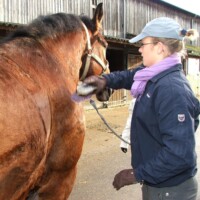 cheval panse