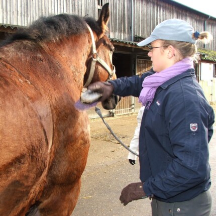 cheval panse