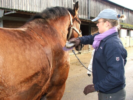 cheval panse