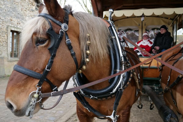 Bergerie fête Noël 2024