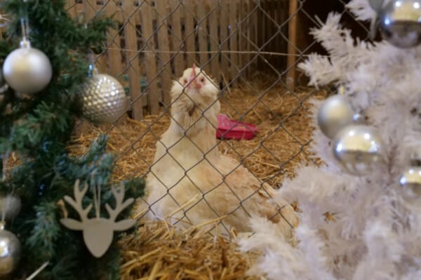 Bergerie fête Noël 2024