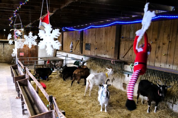 Bergerie fête Noël 2024