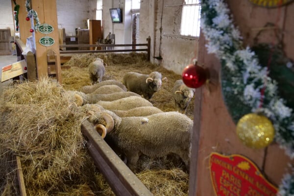 Bergerie fête Noël 2024