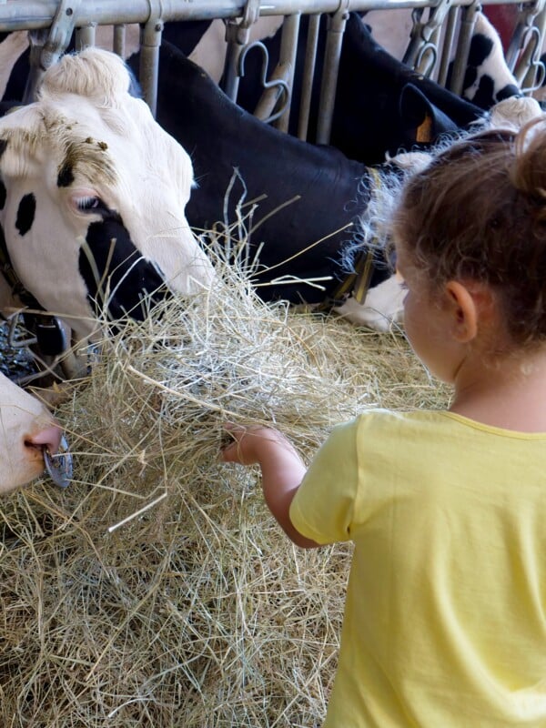 enfant et vache portrait