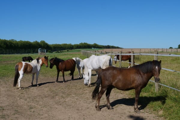 Paddock