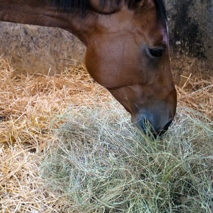 alimentation cheval