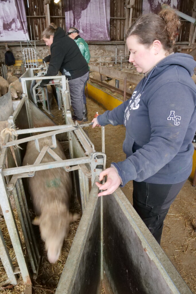 11 Echo Brebis Merinos Nov25@LG BN